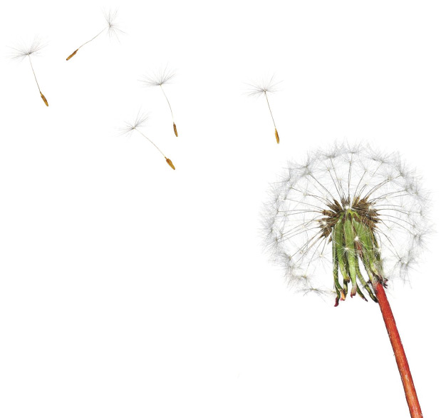 Yuragi Dandelion